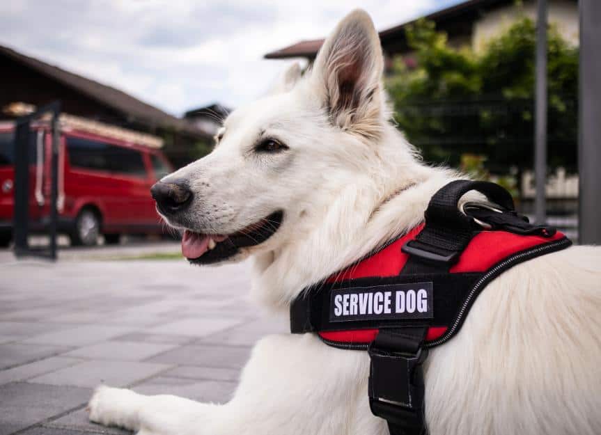 Exploring San Diego: A Service Dog Owner’s Paradise